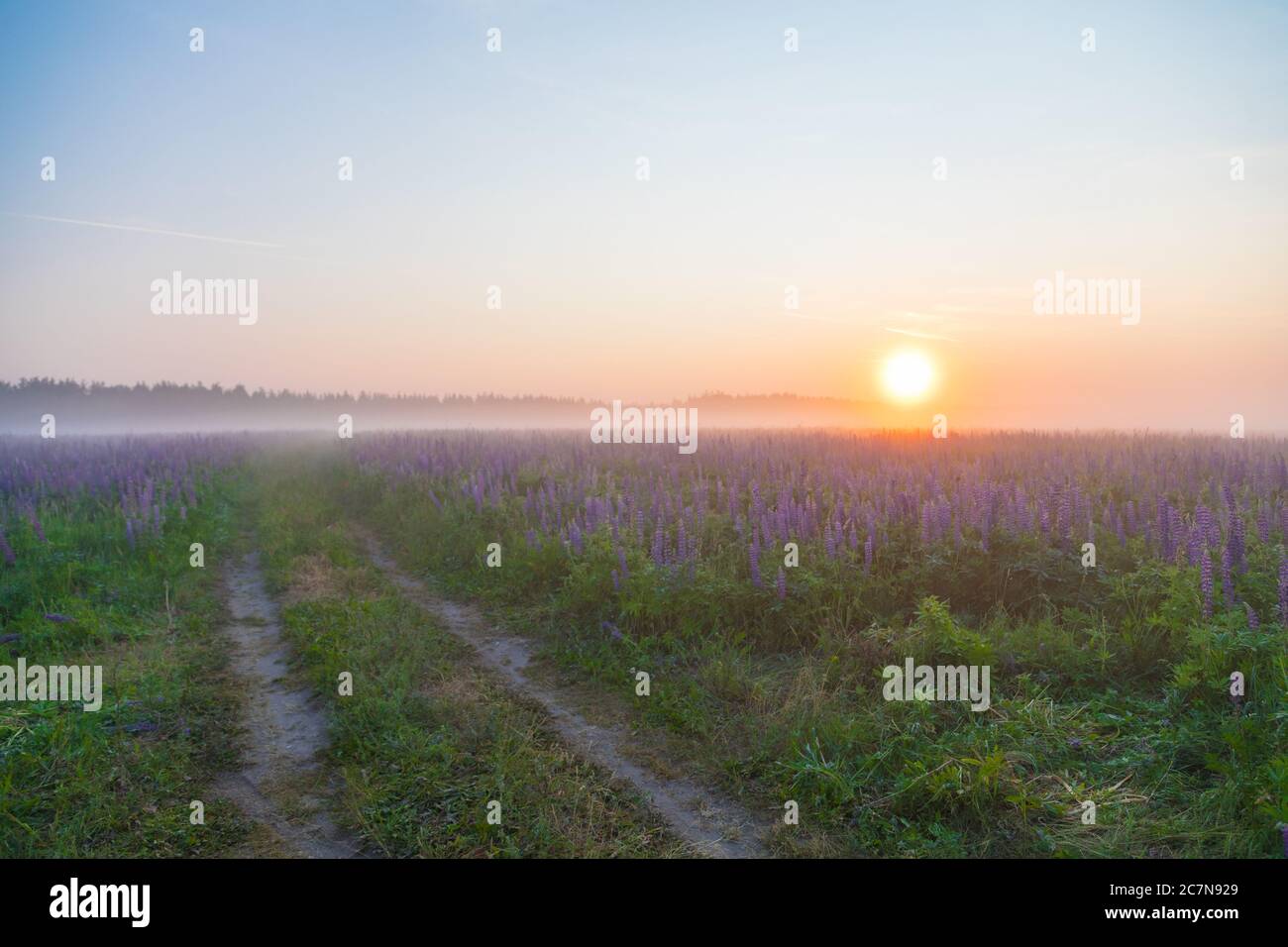 Tramonto o alba su campo con erba verde e lupini nella nebbia. Paesaggio di campagna. Concetto di campagna. Foto Stock