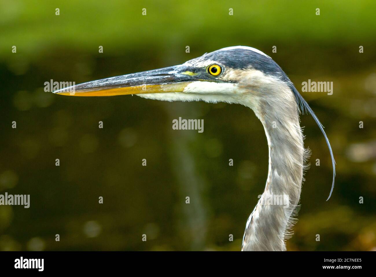 Sarasota, USA, 18 luglio 2020 - un airone blu alla ricerca di pesce in uno stagno a Sarasota, Florida. Credit: Enrique Shore/Alamy Stock Photo Foto Stock