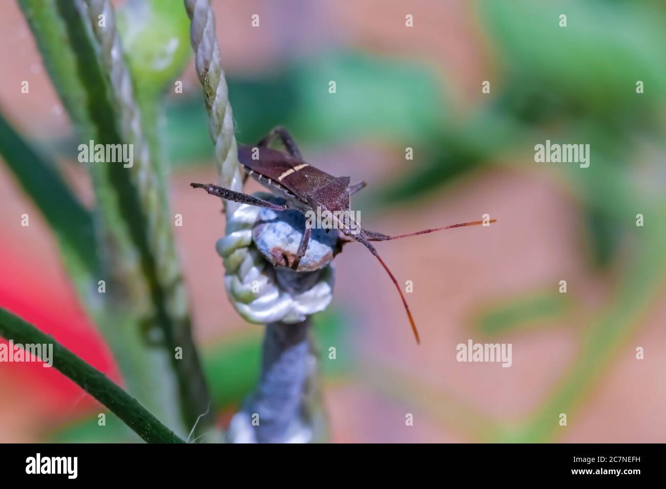 Macro primi piano di acantocephalan terminalis sulla testa di un chiodo. Foto Stock