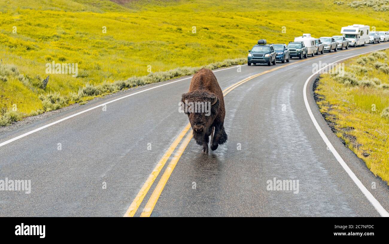 Panorama di un ingorgo nel parco nazionale di Yellowstone dovuto un bisonte americano (bisonte bisonte) sulla strada, Wyoming, Stati Uniti d'America (USA). Foto Stock