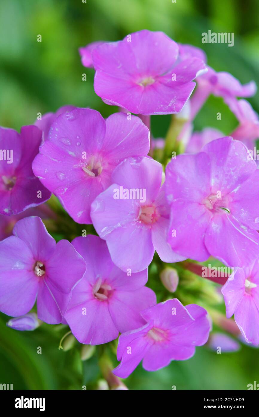 Viola, fucsia fiori all'aperto luminosi e colorati, flox bianco che cresce nel giardino. Foto Stock