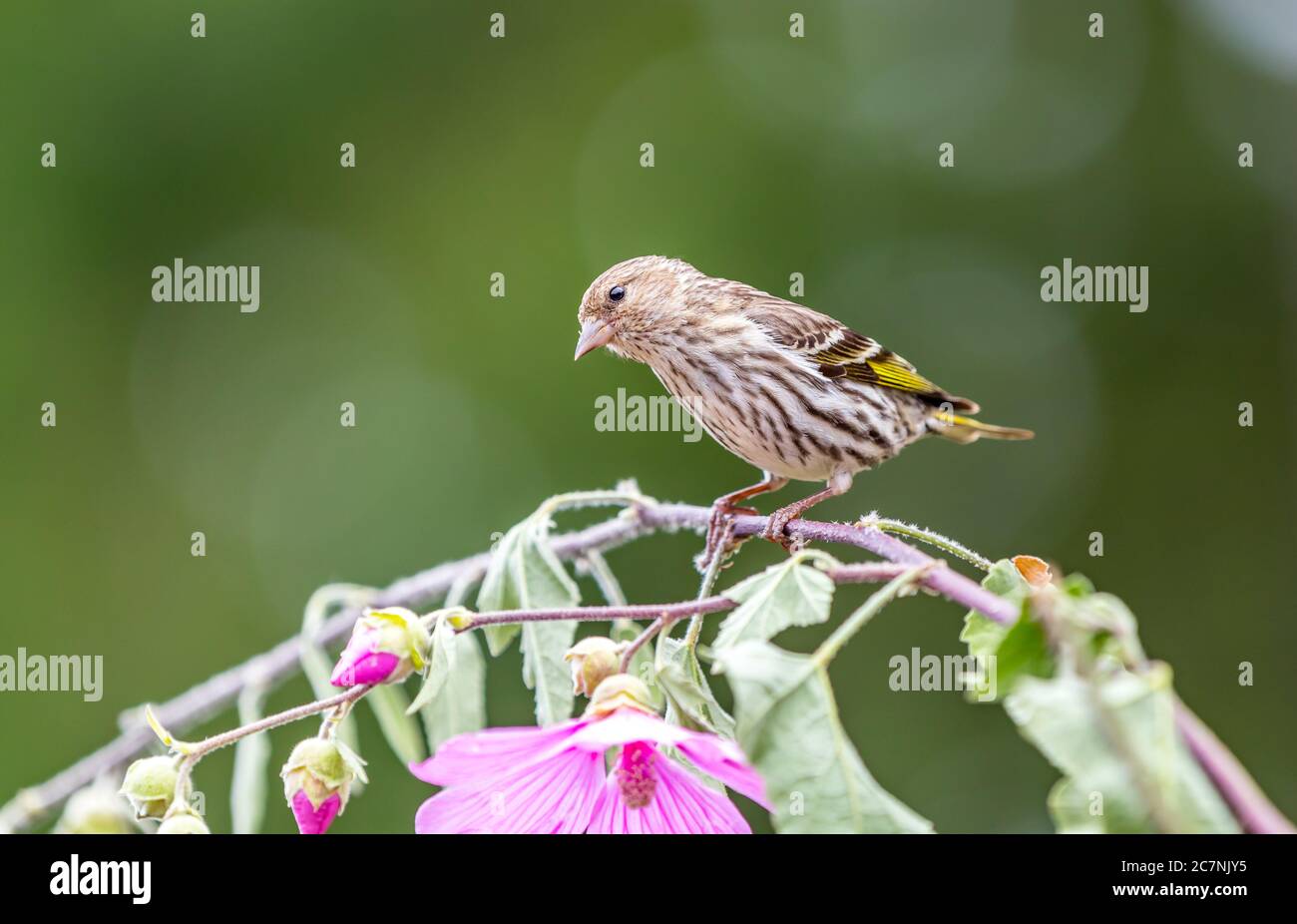 Una pelle di pino ' Spinus pinus ' cerca cibo tra i rami di un albero. Foto Stock