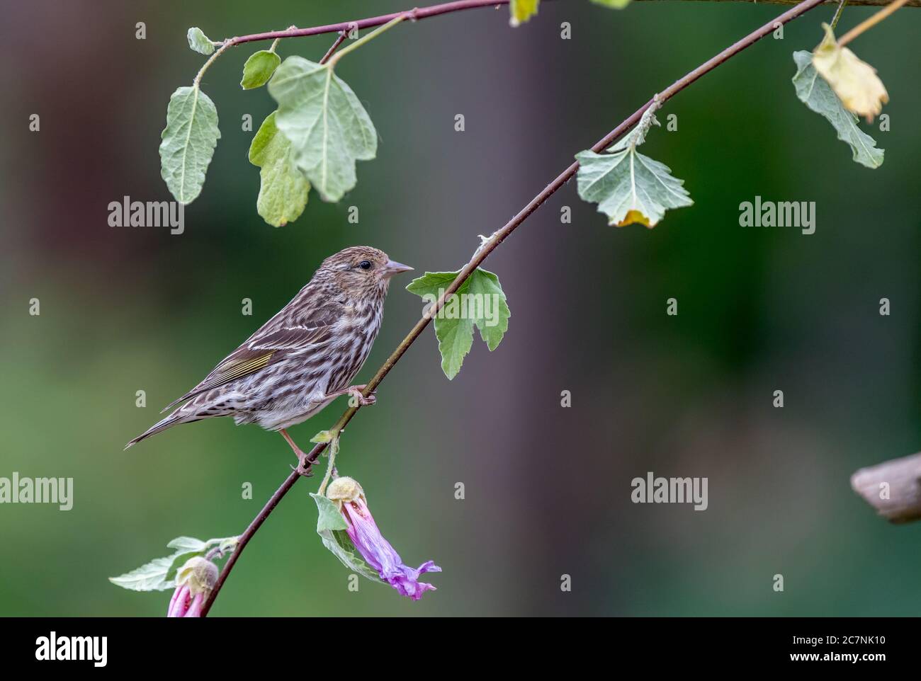 Una pelle di pino ' Spinus pinus ' cerca cibo tra i rami di un albero. Foto Stock