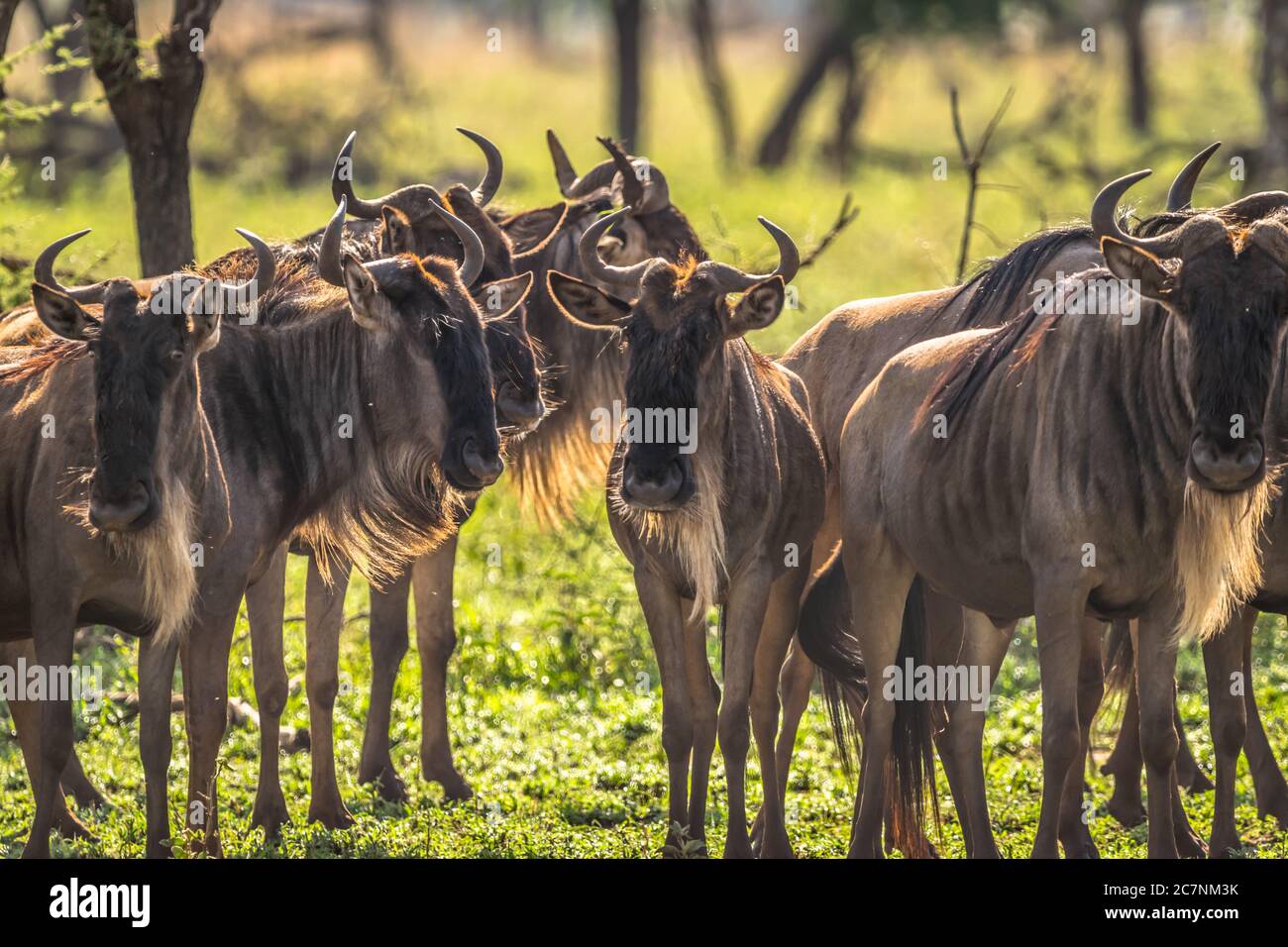 Wildebeest all'alba Foto Stock