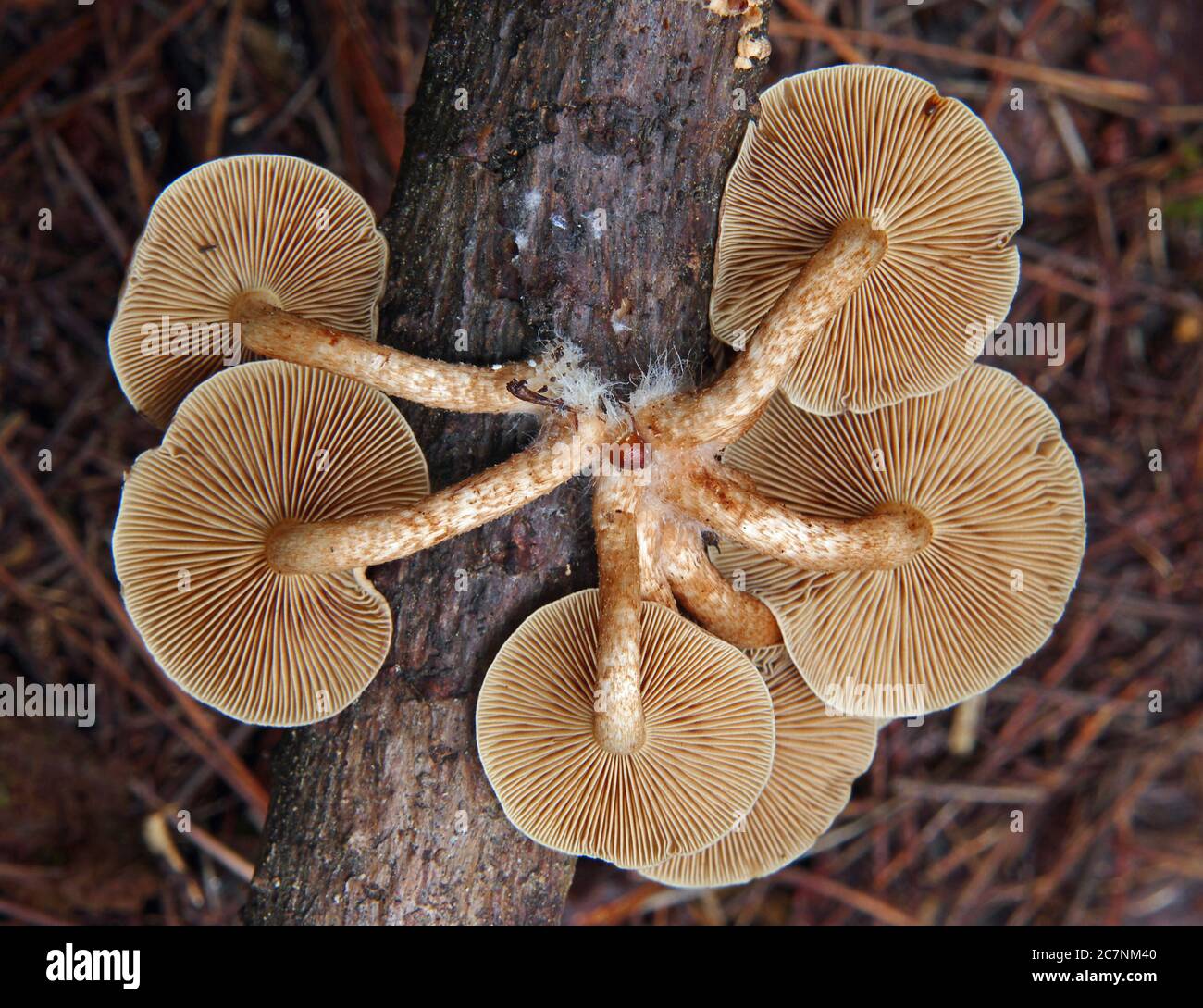 Occhio di verme di funghi di tufo di zolfo che crescono sotto un ramo di albero che rotea in una foresta Foto Stock