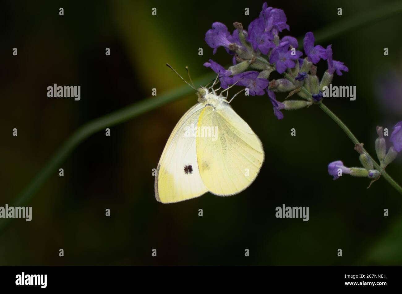 Cavolo Bianco (Pieris rapae) farfalla a un fiore di lavanda, sfondo scuro Foto Stock