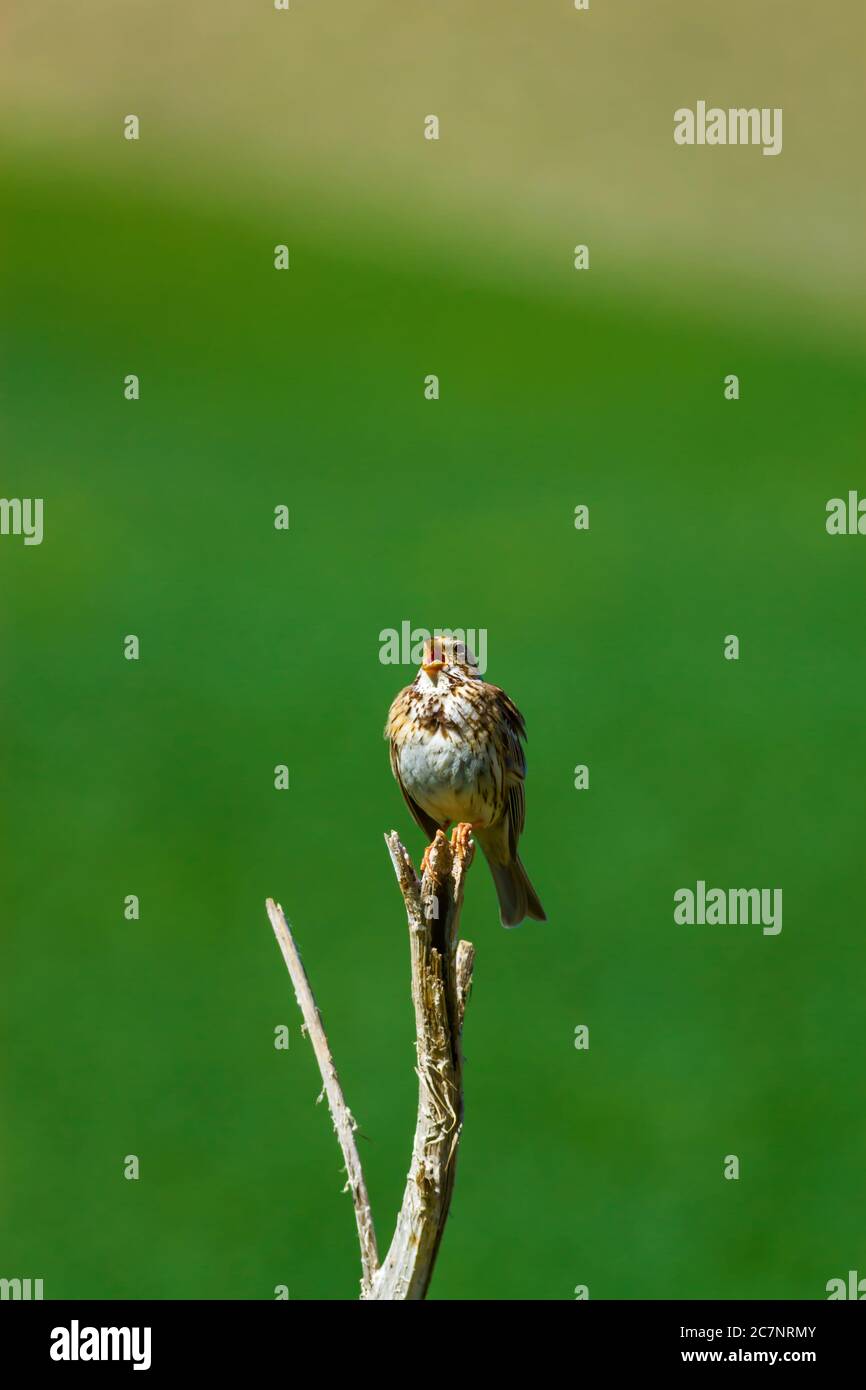 Uccello canto. Verde natura sfondo. Uccello: Corn Bunting. Emberiza calandra. Pianta: Tistola dorata. Foto Stock