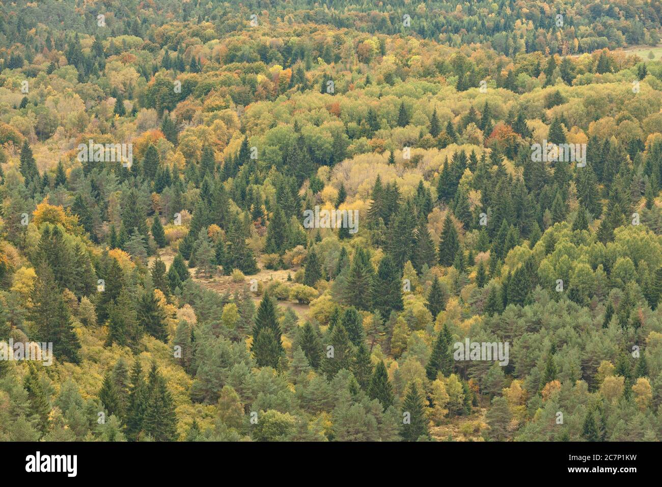 Autunno foresta panoramica Auvergne, Puy de Dome, Francia Foto Stock