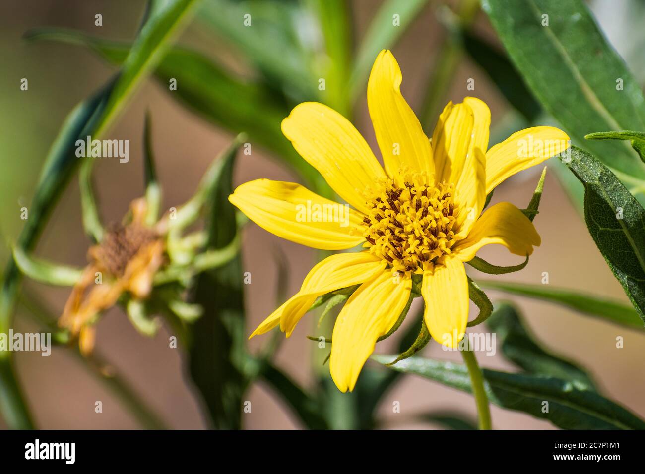 Helianthus californicus immagini e fotografie stock ad alta risoluzione -  Alamy