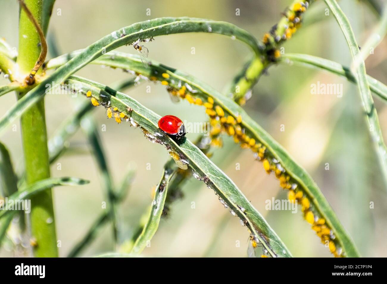 Lady bug seduto su una pianta di alghe a foglia stretta infestata da afidi; Ladybugs sono un naturale controllo di peste, e mangeranno afidi voraciously Foto Stock