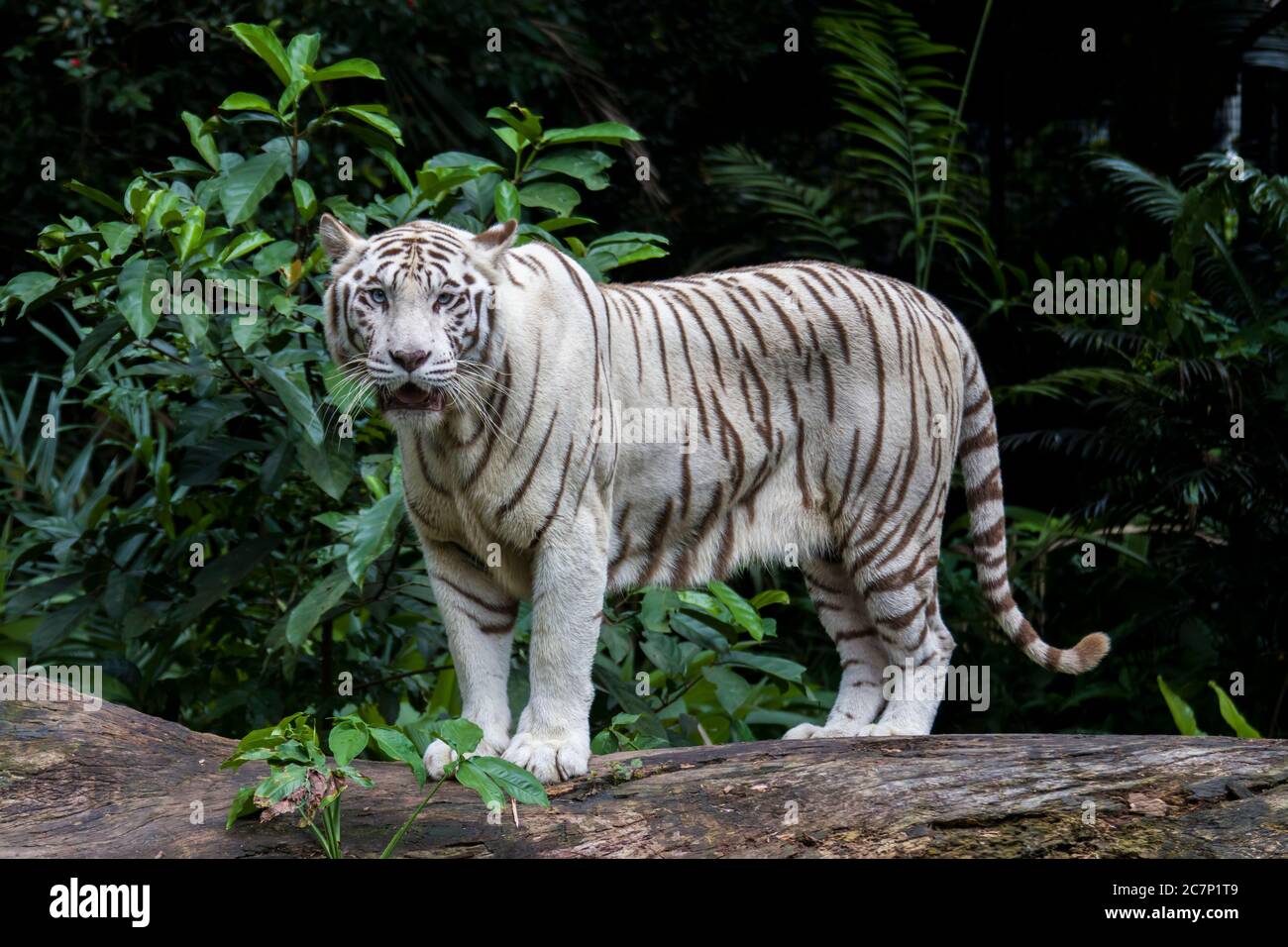 La tigre bianca è una variante di pigmentazione della tigre del Bengala. Una tigre di questo tipo ha le strisce nere tipiche della tigre del Bengala. Foto Stock