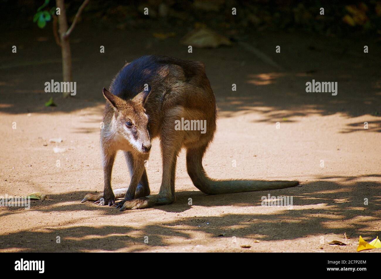 Aspetto del profilo wallaby di tipo asiatico Foto Stock