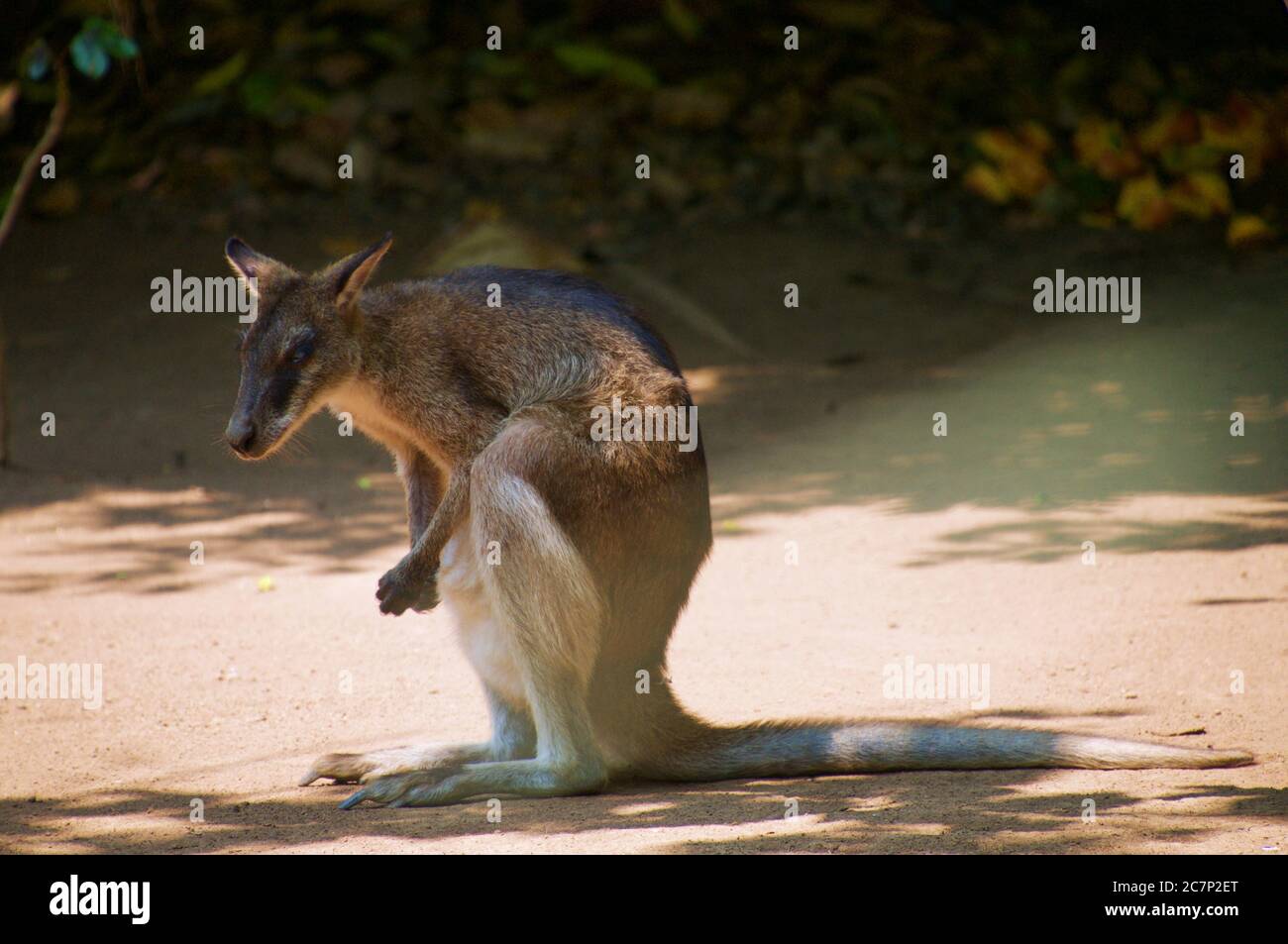 un wallaby visto nel giardino Foto Stock