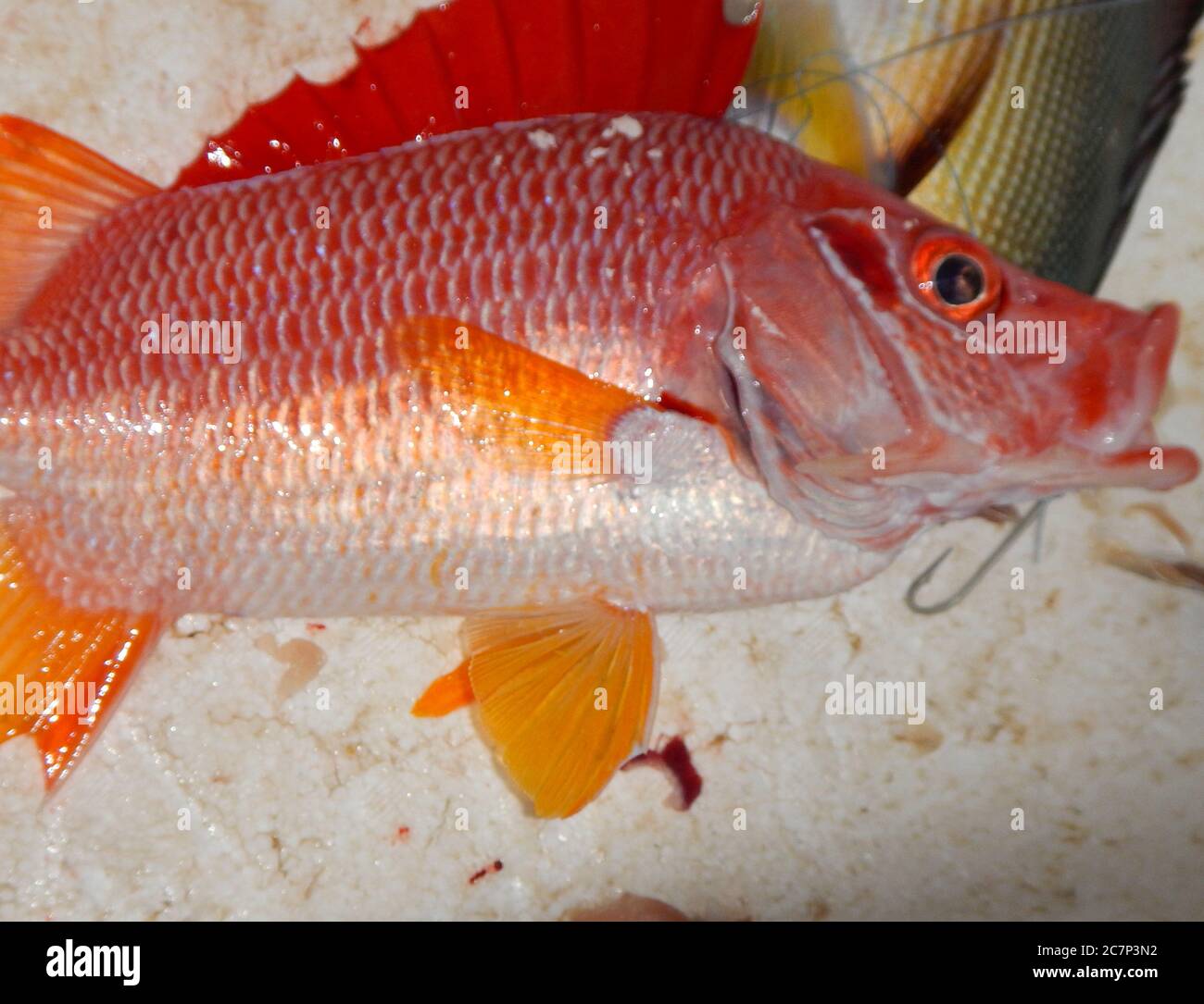 Pesce rosso appena pescato su un tavolo bianco Foto Stock