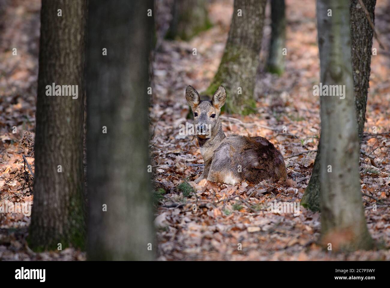 Cervi europei di capra - Capreolus capreolus, cervi comuni provenienti da foreste europee, boschi e prati, Repubblica Ceca. Foto Stock