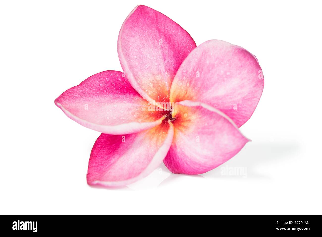 Fiori rosa frangipani singoli o plumeria su sfondo bianco, isolati Foto Stock