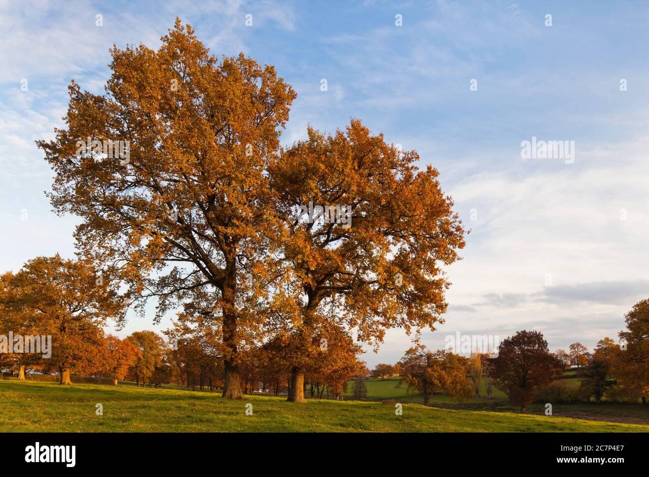 Alberi di quercia in autunno in Auvergne Francia Foto Stock