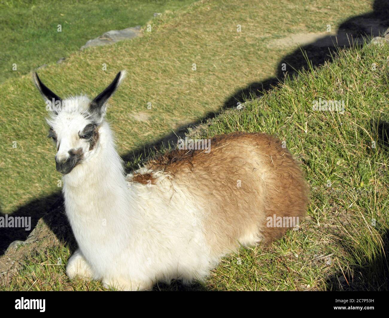 Scatto ad alto angolo di un lama bianco sotto la luce del sole Foto Stock