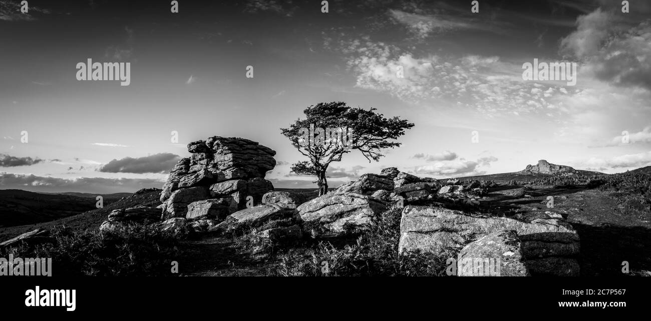 Splendida vista su un albero nel Parco Nazionale di Dartmoor Foto Stock