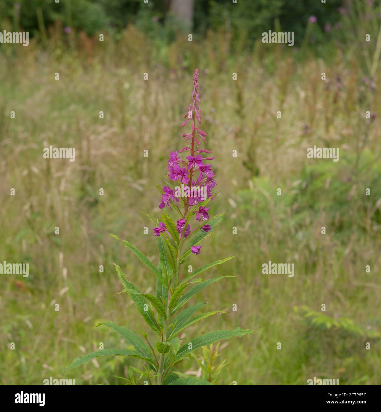Primo piano di fioritura estiva Rosebay Willowwib Wildflower (Chamerion angustifolium) che cresce in un Vorge erboso sul bordo di una foresta in Devon Foto Stock