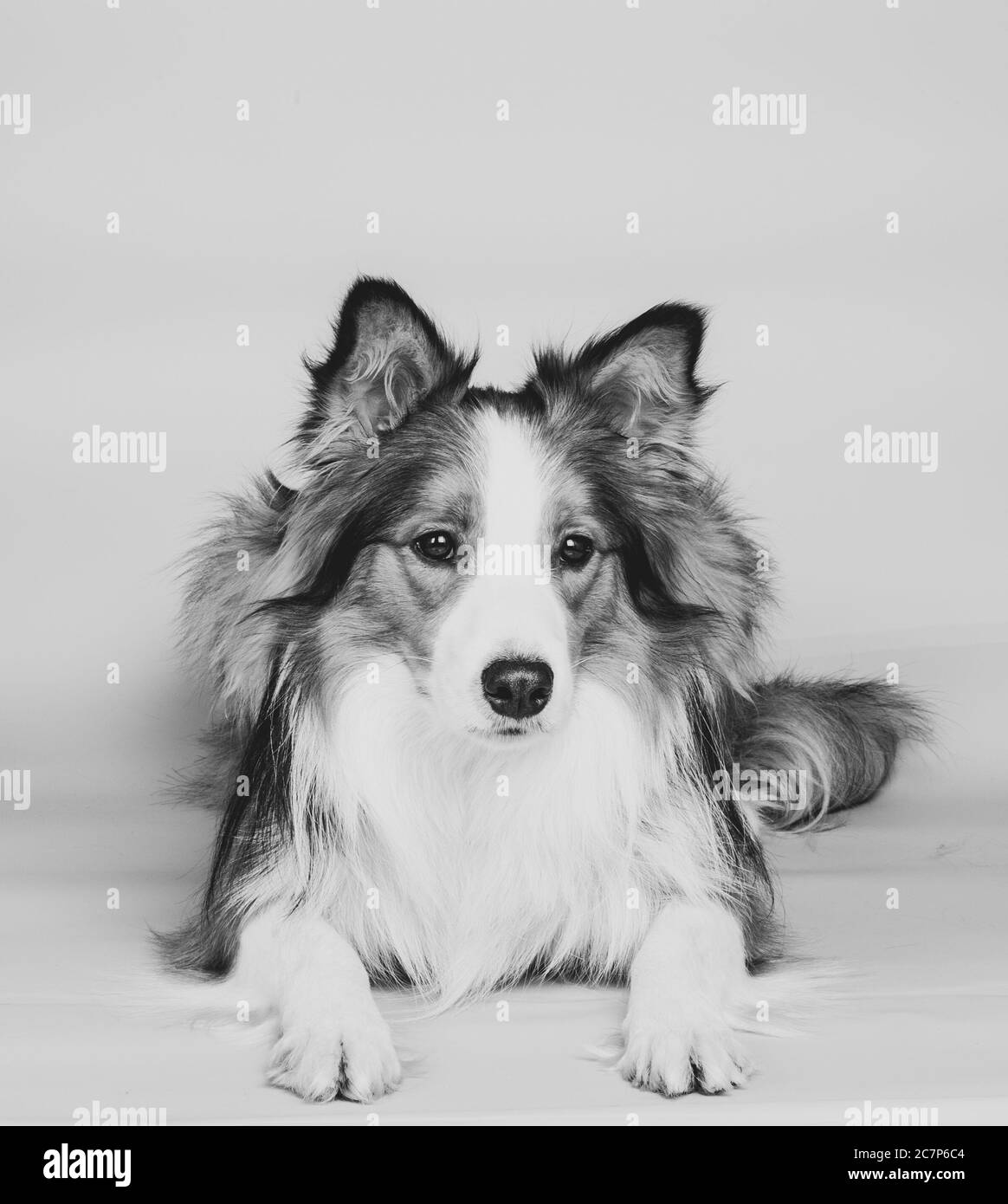 Bel cane collie bordo in tonalità di bianco e nero Foto Stock