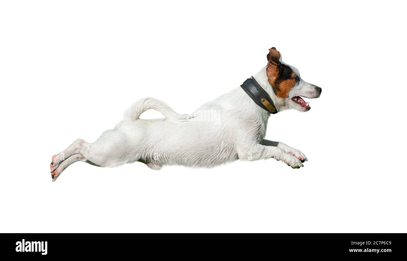 Jack russell terrier in salto isolato su un bianco Foto Stock