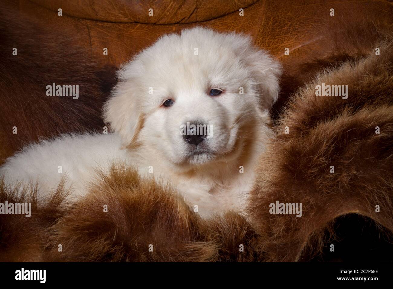 Carino cucciolo maremma al coperto, studio girato Foto Stock