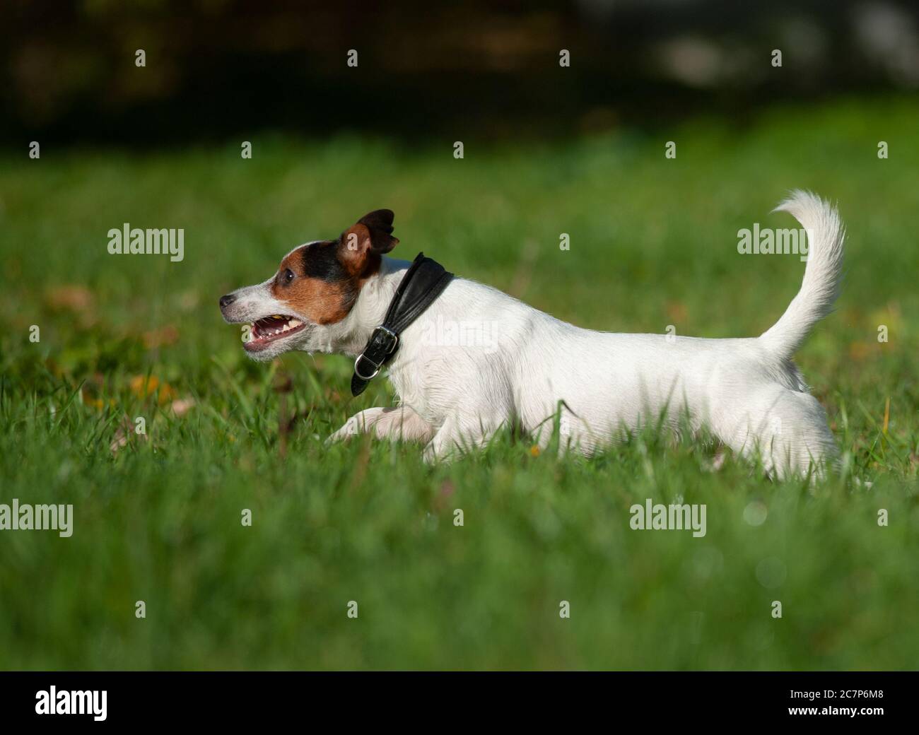 Jack Russel Terrier Immagini E Fotos Stock Alamy