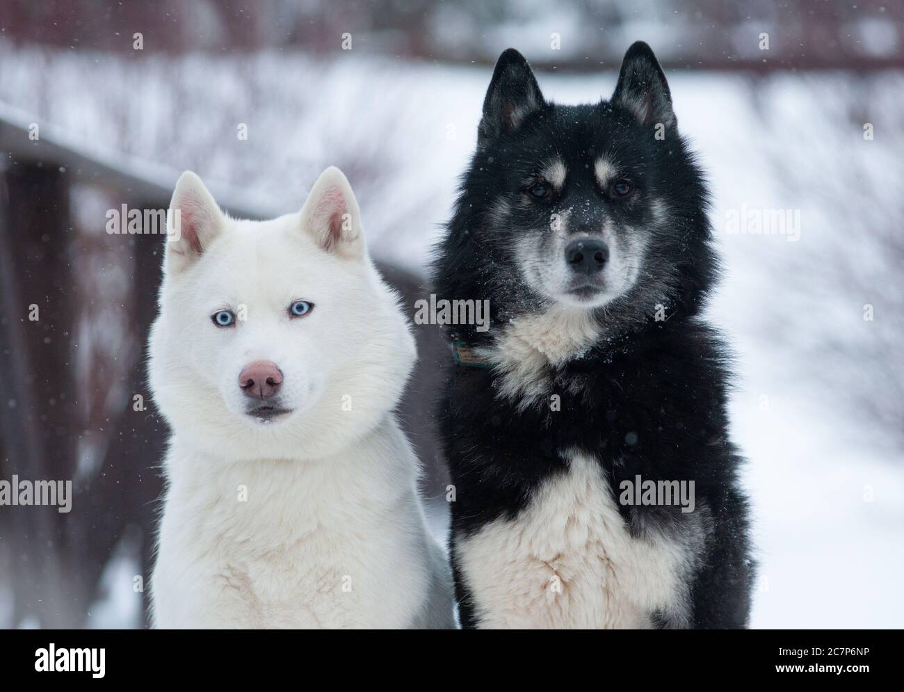 Due cani Husky siberiani ritratto Foto Stock