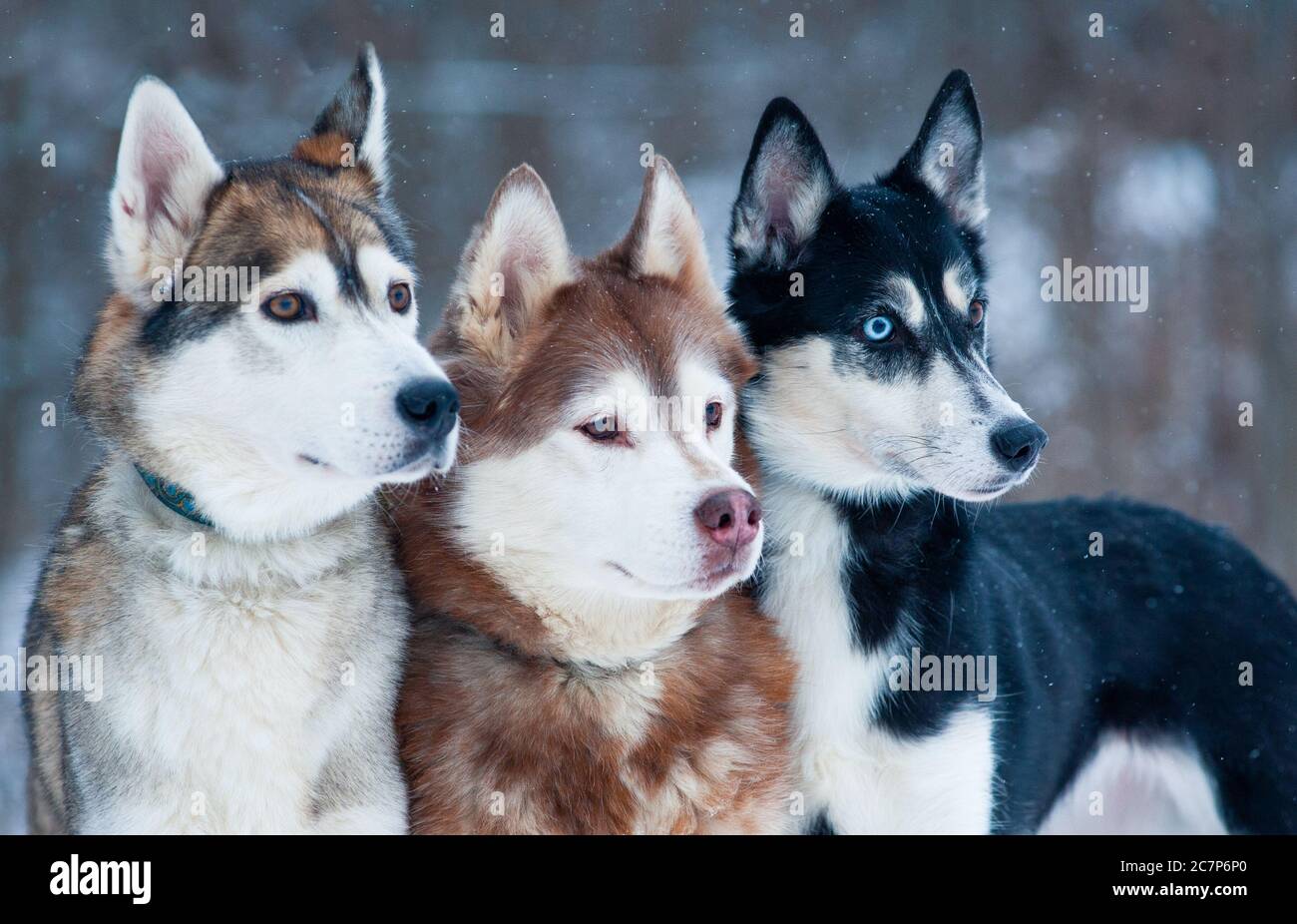 Tre bei cani di un ritratto di Husky siberiano di razza Foto Stock