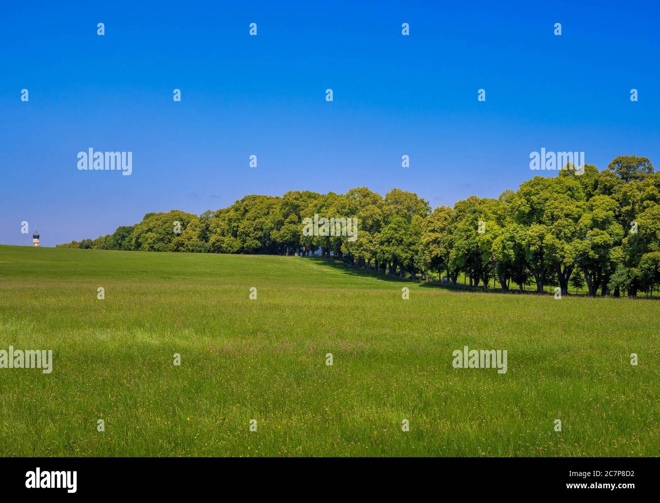 Kurfürstenallee, lime tree avenue, Marktoberdorf, Algovia, Svevia, Baviera, Germania, Europa Foto Stock