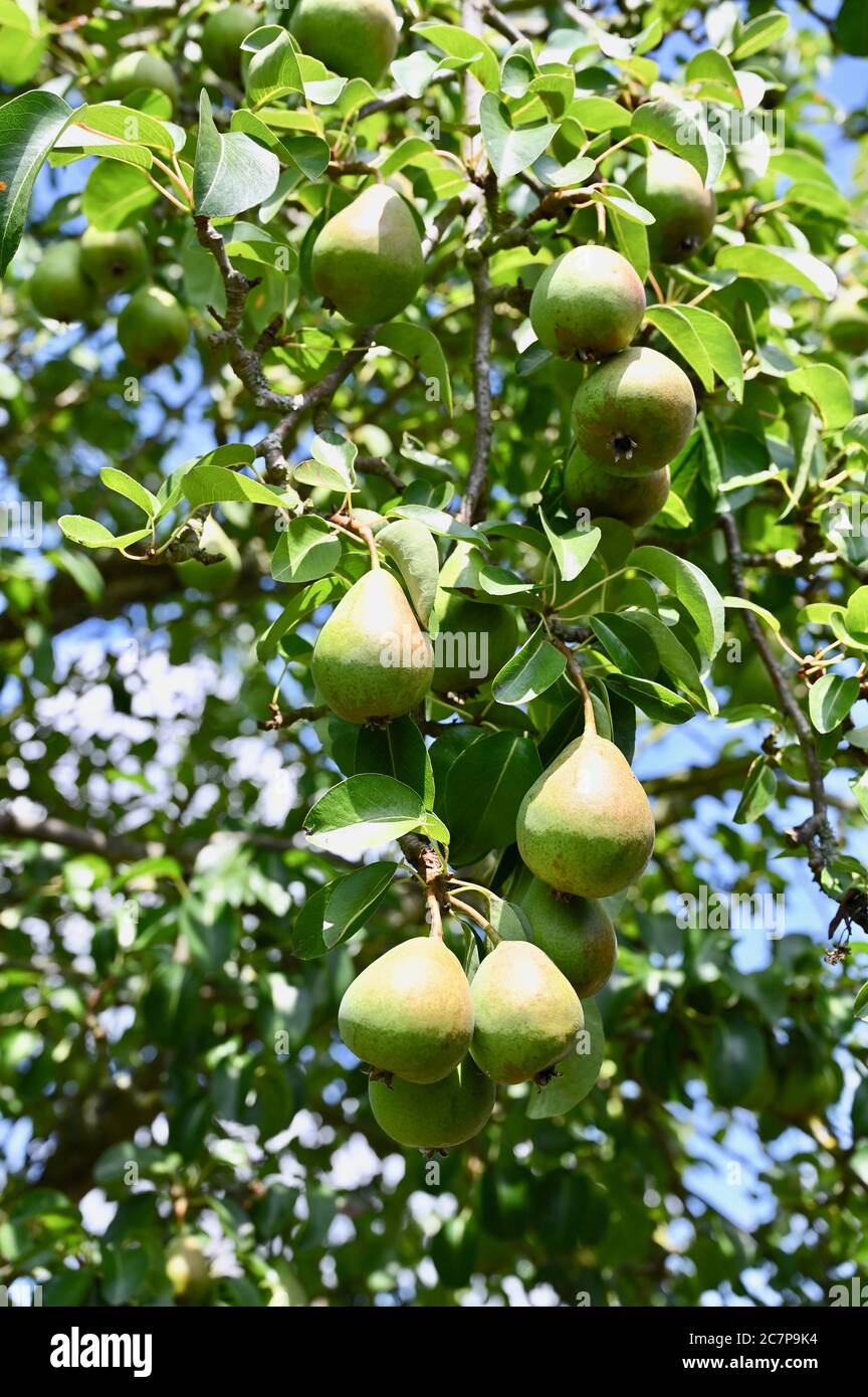 Grappoli di pere, albero di frutta. Coppa laterale, Kent. REGNO UNITO Foto Stock