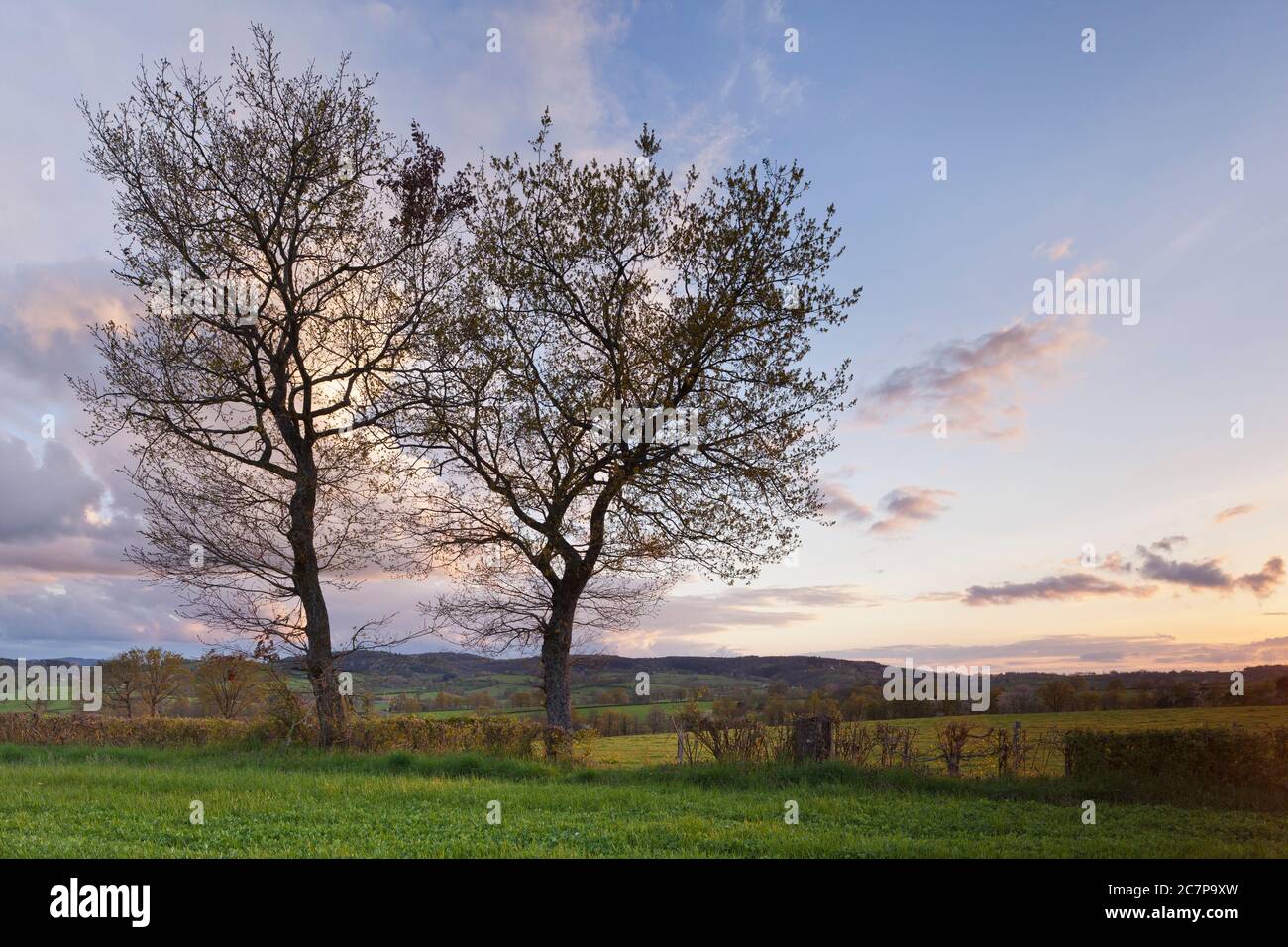 Alberi in estate sui campi Auvergne Foto Stock