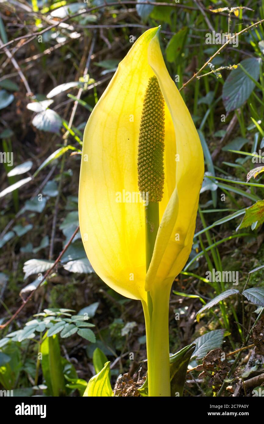 Western Skunk Cabbage, (Lysichiton americanus) conosciuto anche come Lanterna paludosa e Arum giallo, un giardino di fuga vicino a Penzance, Cornovaglia, Inghilterra, Regno Unito. Foto Stock