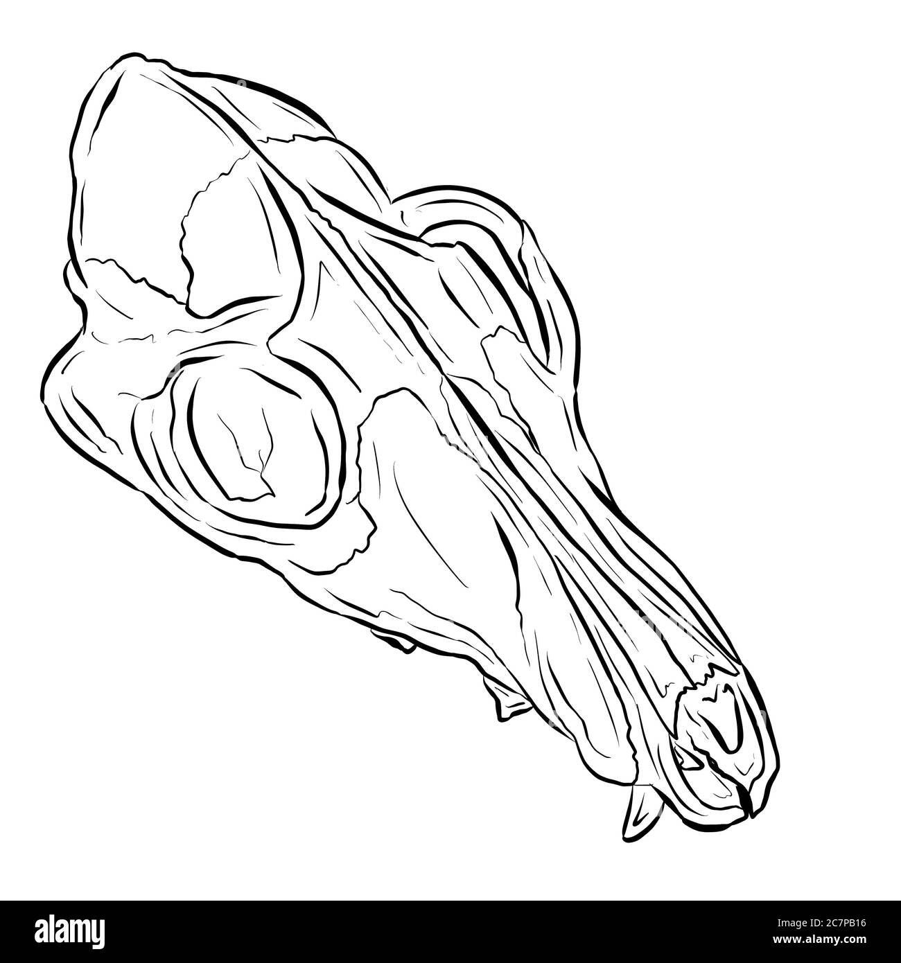 Schizzo di una linea nera di un cranio animale su sfondo bianco Foto Stock