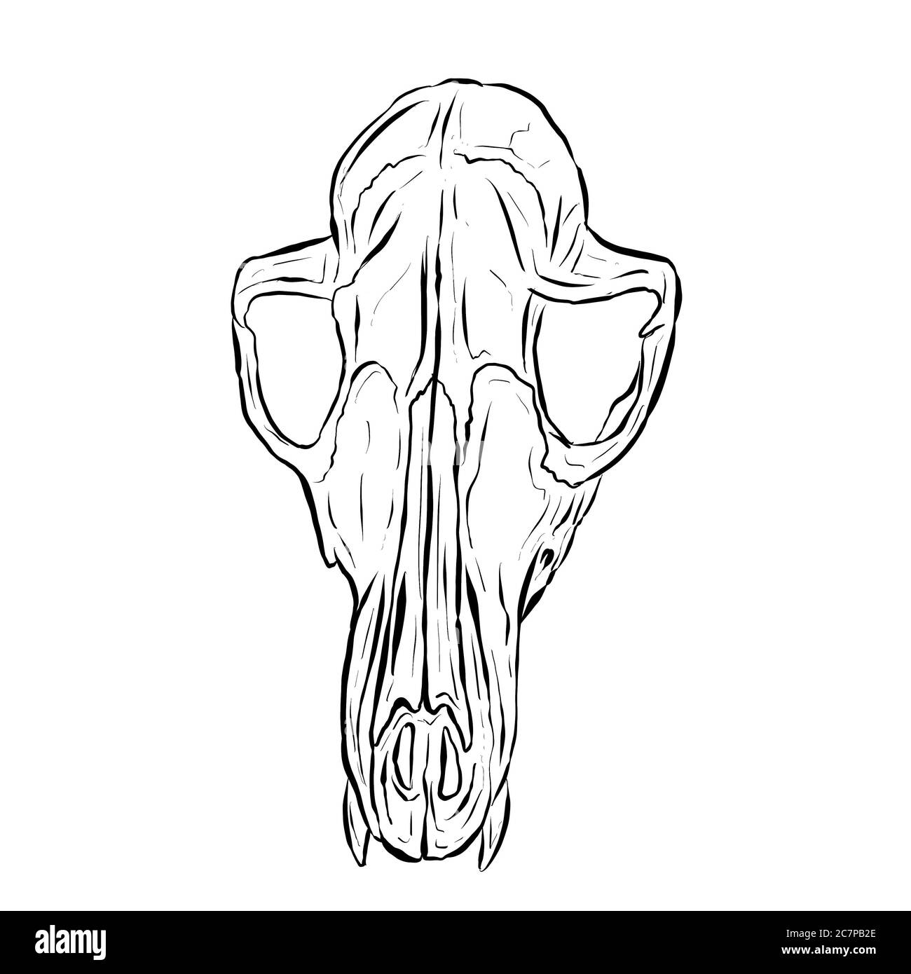 Schizzo di una linea nera di un cranio animale su sfondo bianco Foto Stock