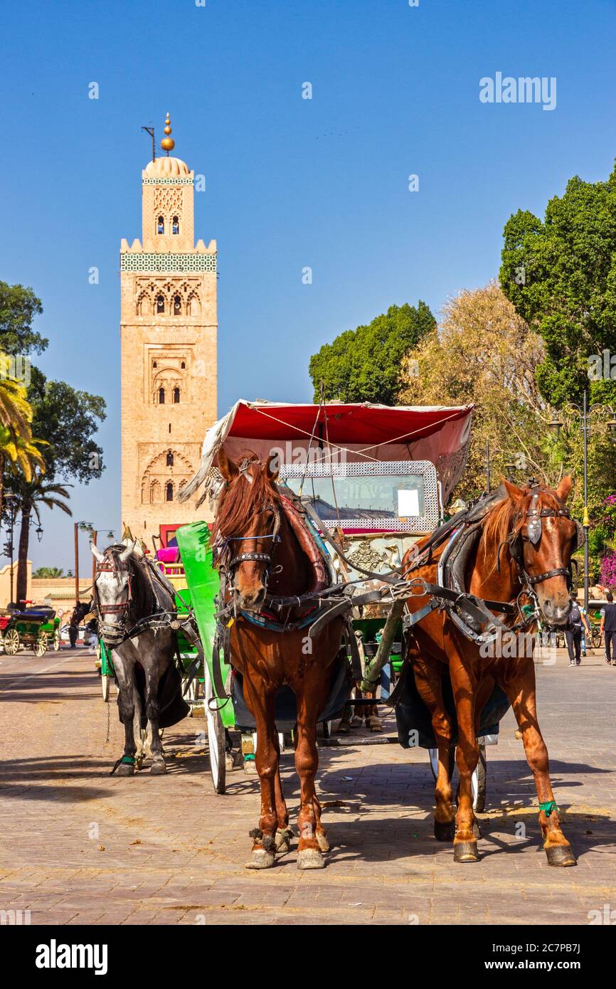Carrozze trainate da cavalli che aspettano i turisti nella piazza Djemaa-el-Fna vicino alla moschea di Koutoubia. Foto Stock