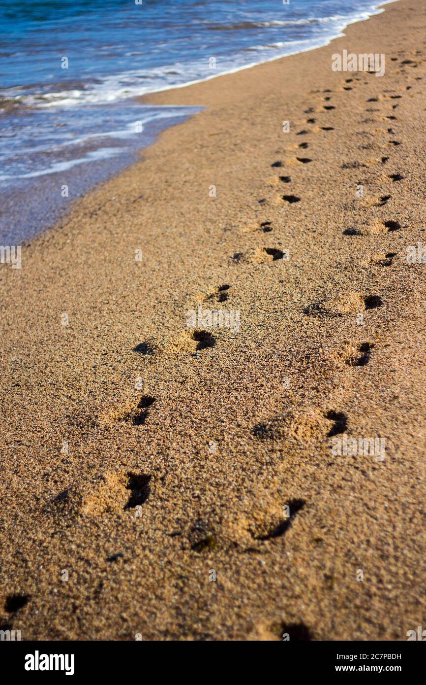 un paio di impronte sulla spiaggia con sabbia dorata Foto Stock