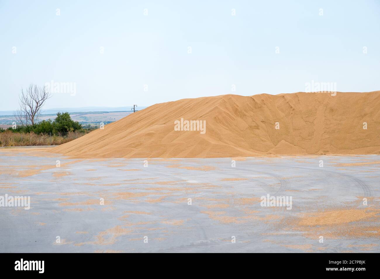 mucchio grande di orzo Foto Stock