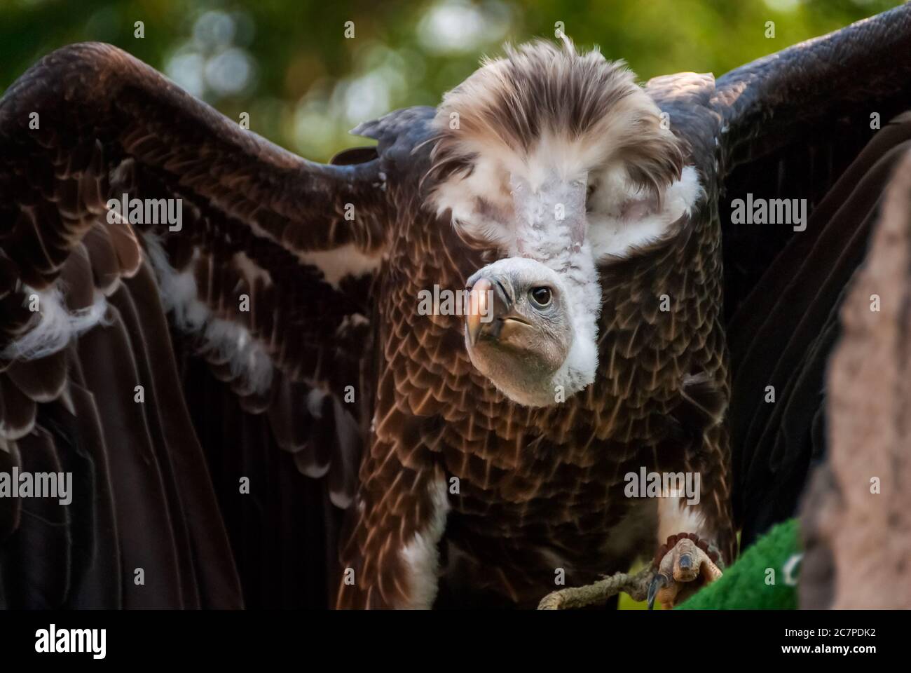 Il Rüppell avvoltoio (Gyps rueppellii) con le ali aperte su una roccia prima di prendere il volo Foto Stock
