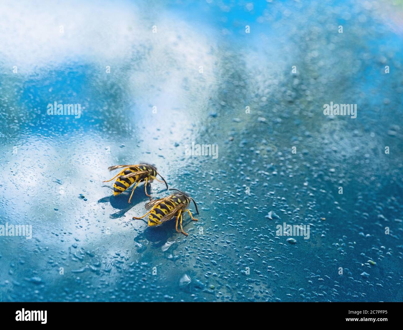 Due vespe che bevono sulla mia auto. Forse rugiada, forse caduta linfa. Vespula. REGNO UNITO. Foto Stock