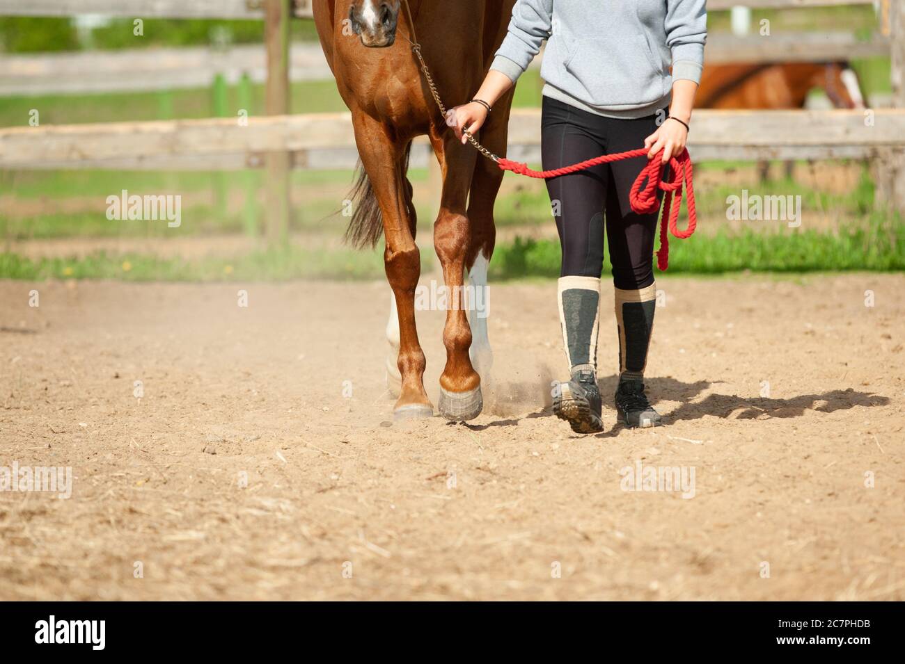 Concetto: Cavallo con umano. Lezione di addestramento di ragazza e cavallo in maneggio. Zoccoli di un cavallo e gambe di un cavaliere. Equitazione - umana e cavallo che camminano insieme Foto Stock
