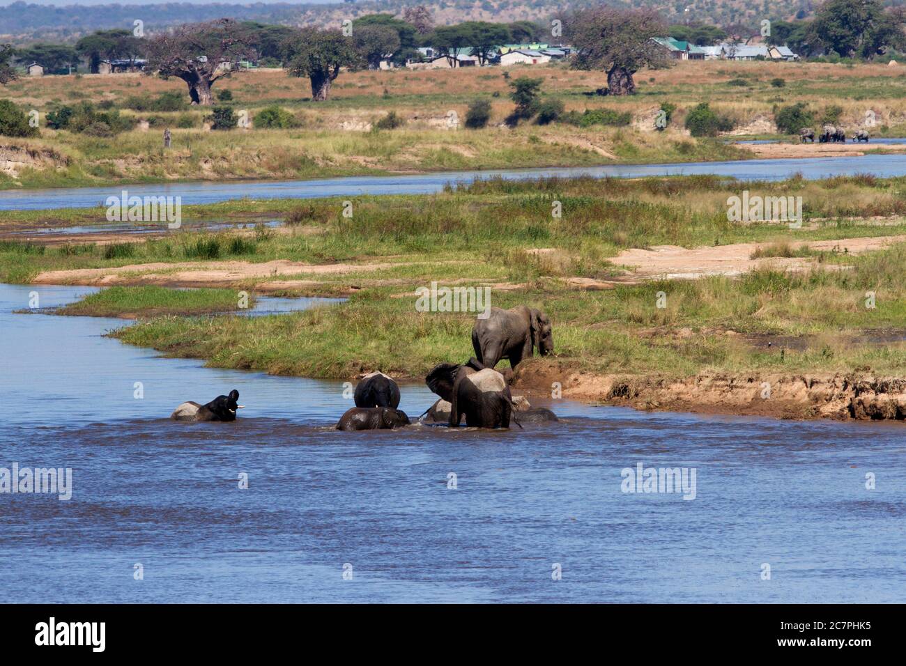 Allevare mandrie di elefanti bere e fare il bagno nel Grande fiume Ruaha, vicino alla relativa sicurezza del Parco Head Quarters a Msembe Foto Stock