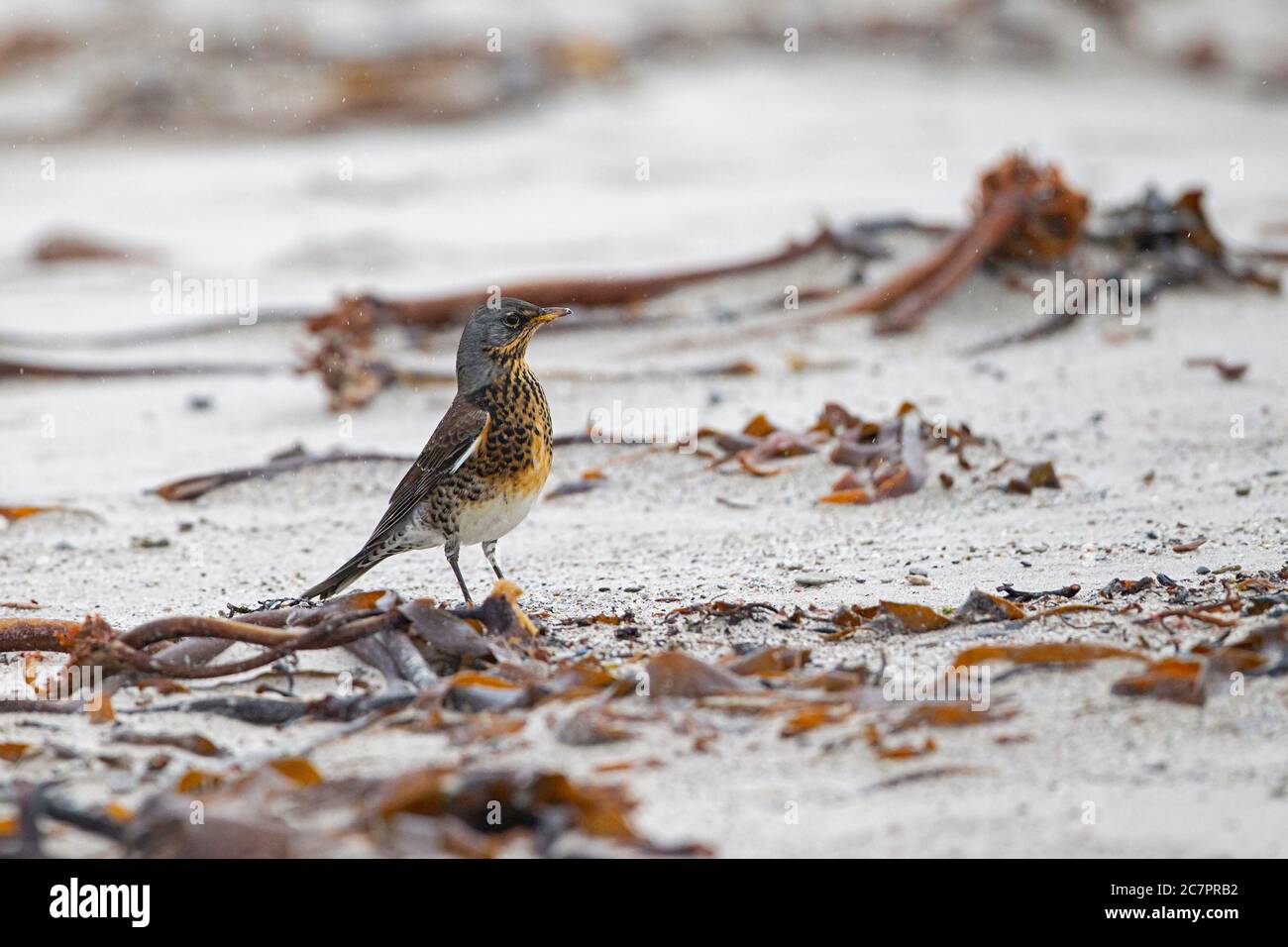 Un adulto Fieldfare alla spiaggia di Helgioland, Germania Foto Stock