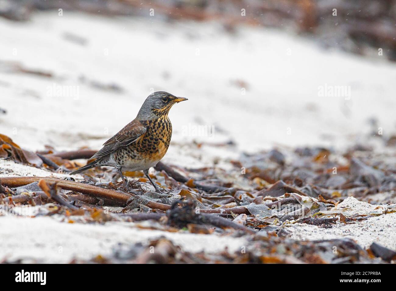 Un adulto Fieldfare alla spiaggia di Helgioland, Germania Foto Stock