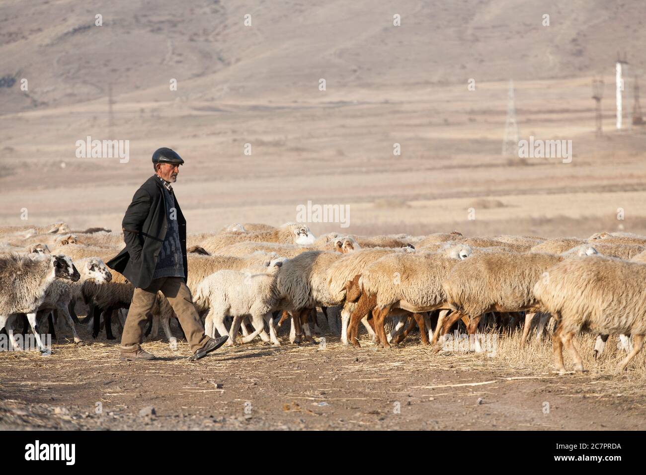 I pastori armeni guidano le pecore attraverso le strade dell'Armenia seguendo uno stile di vita che è cambiato molto improbabile in molte generazioni. Armenia orientale. Foto Stock