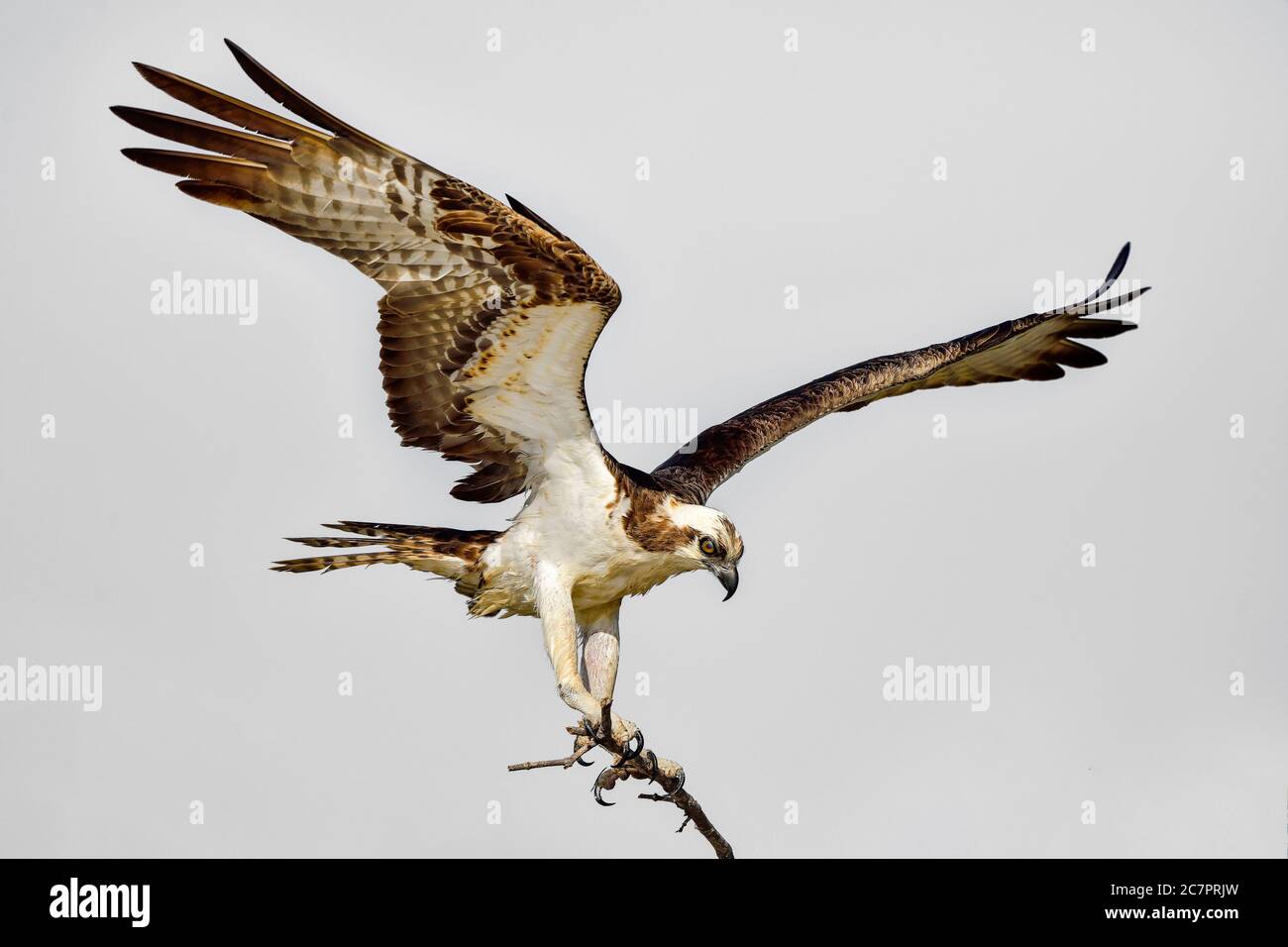 Osprey sta tornando al nido. Foto Stock