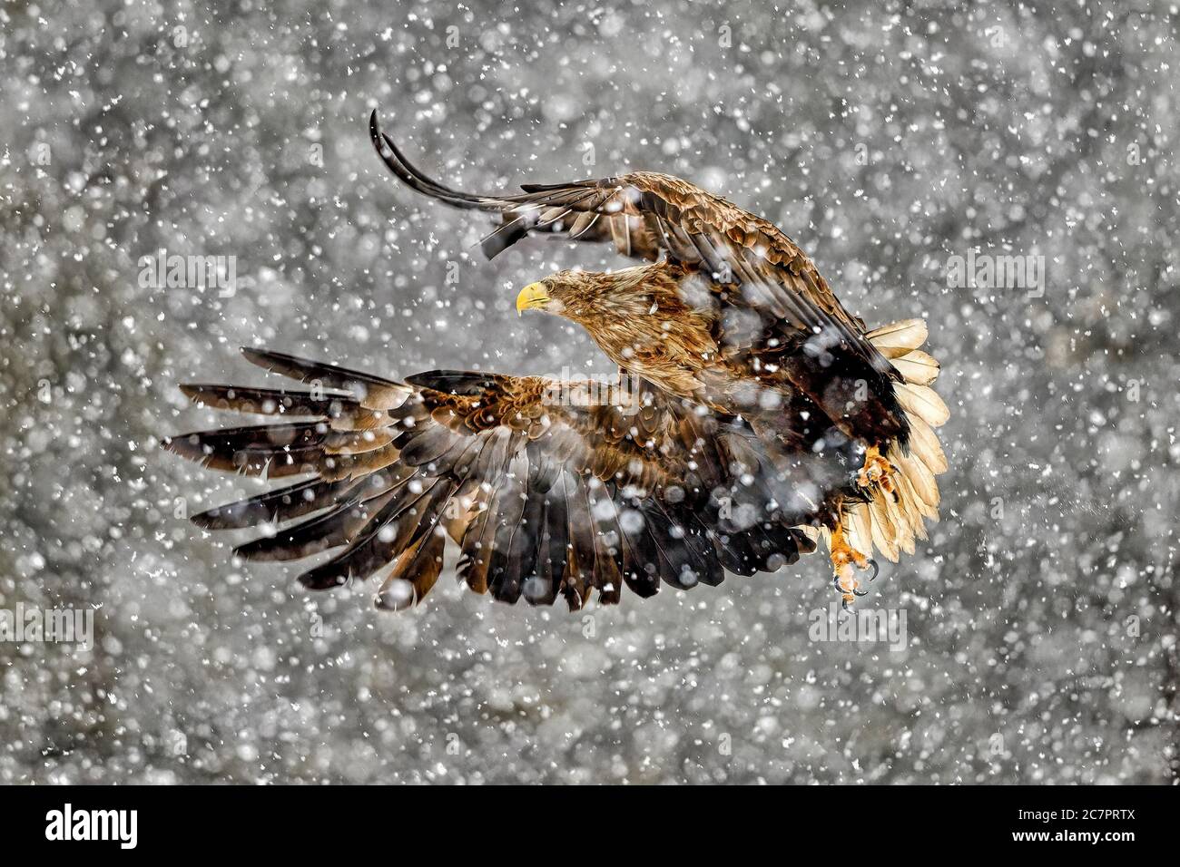 Aquila dalla coda bianca in nevicate pesanti Foto Stock