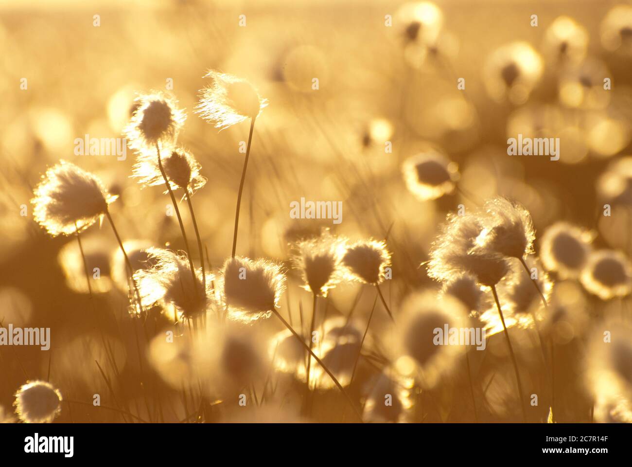 Gras di cotone, Eriophorum, nella calda luce gialla del sole di mezzanotte nelle isole Lofoten, Norvegia. Foto Stock