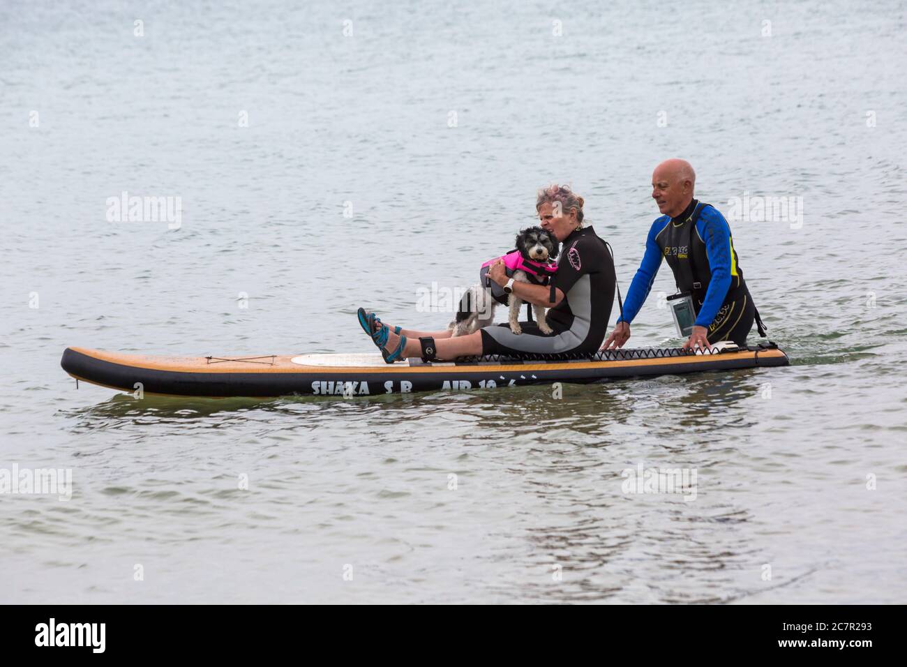 Poole, Dorset UK. 19 luglio 2020. Sessioni di addestramento del cane sulla spiaggia con i cani che imparano a paddle board e aumentano la loro fiducia nel mare. Cavapoochon si incrociano tra tre razze: Un Cavalier re Charles spaniel, un poodle e una frega bichon, conosciuto anche come 'il cane che non cresce mai vecchio'. Credit: Carolyn Jenkins/Alamy Live News Foto Stock